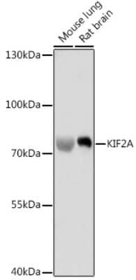 Western Blot: Kif2a AntibodyAzide and BSA Free [NBP3-04946]